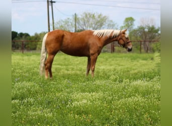 Mustang (american), Mare, 8 years, 14,2 hh, Palomino