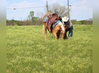 Mustang (american), Mare, 8 years, 14,2 hh, Palomino