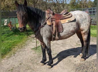Mustang (american), Mare, 8 years, 14.3 hh, Roan-Bay