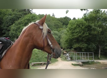 Mustang (american), Mare, 9 years, 15.1 hh, Palomino