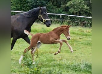 Mustang (american), Mare, Foal (06/2024), 14.2 hh, Chestnut-Red