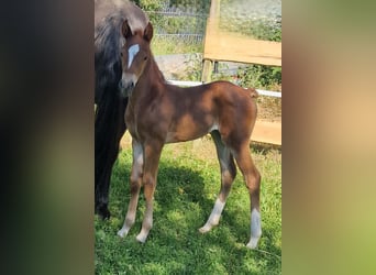 Mustang (american), Mare, Foal (06/2024), 14.2 hh, Chestnut-Red
