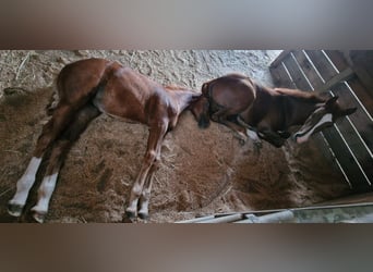 Mustang (american), Mare, Foal (06/2024), 15 hh, Chestnut