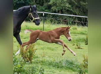 Mustang (american), Mare, Foal (06/2024), 15 hh, Chestnut