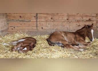 Mustang (american), Mare, Foal (06/2024), 15 hh, Chestnut