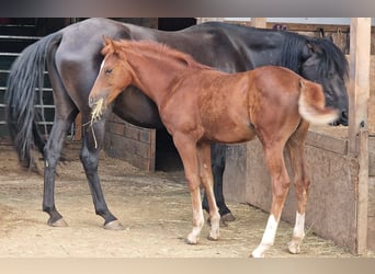 Mustang (american), Mare, Foal (06/2024), 15 hh, Chestnut