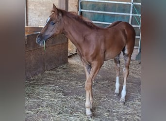 Mustang (american), Mare, Foal (06/2024), 15 hh, Chestnut