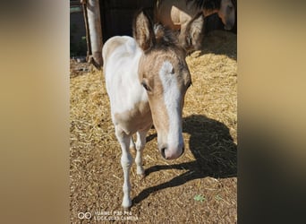 Mustang (american) Mix, Mare, Foal (05/2023), Palomino