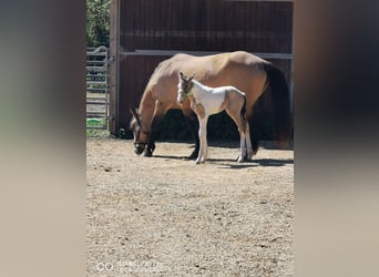 Mustang (american) Mix, Mare, Foal (05/2023), Palomino