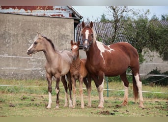 Mustang (american), Stallion, 1 year, 14,3 hh, Chestnut