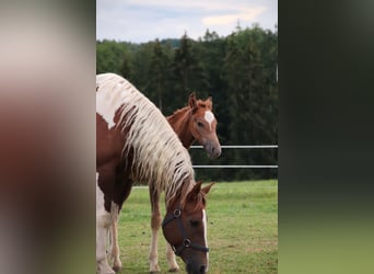 Mustang (american), Stallion, 1 year, 14,3 hh, Chestnut