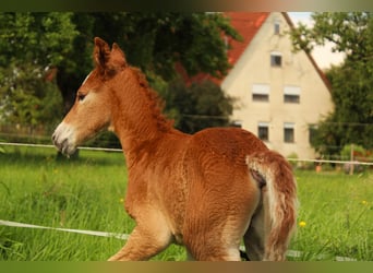 Mustang (american), Stallion, 1 year, 14,3 hh, Chestnut