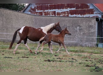 Mustang (american), Stallion, 1 year, 14,3 hh, Chestnut