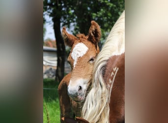 Mustang (american), Stallion, 1 year, 14,3 hh, Chestnut