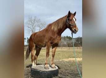Mustang (american), Stallion, 4 years, 15.2 hh, Chestnut-Red