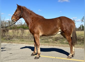 Mustang (american), Stallion, 4 years, 15.2 hh, Chestnut-Red