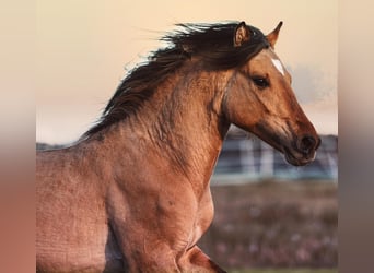 Mustang (american), Stallion, 5 years, 14.2 hh, Buckskin