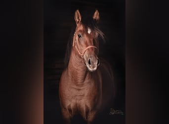 Mustang (american), Stallion, 4 years, 14.2 hh, Brown