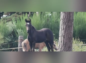 Mustang (american), Stallion, Foal (01/2023), 14.2 hh, Black