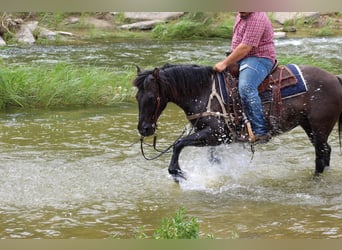 Mustang (americano), Castrone, 10 Anni, 142 cm, Grullo