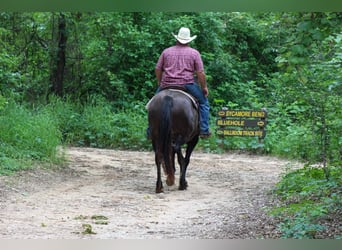 Mustang (americano), Castrone, 10 Anni, 142 cm, Grullo