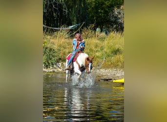 Mustang (americano), Castrone, 10 Anni, 152 cm, Sauro scuro