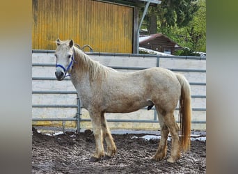 Mustang (americano), Castrone, 12 Anni, 148 cm, Grigio