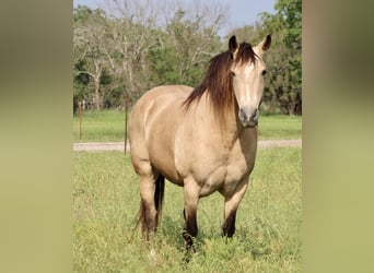 Mustang (americano), Castrone, 12 Anni, 150 cm, Pelle di daino