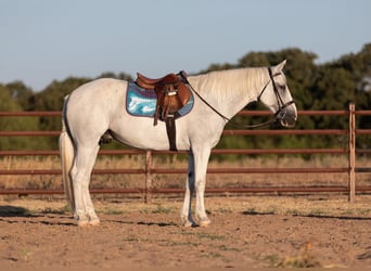 Mustang (americano), Castrone, 12 Anni, Grigio