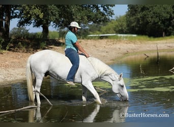 Mustang (americano), Castrone, 12 Anni, Grigio