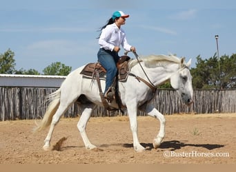 Mustang (americano), Castrone, 12 Anni, Grigio