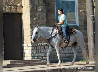 Mustang (americano), Castrone, 12 Anni, Grigio