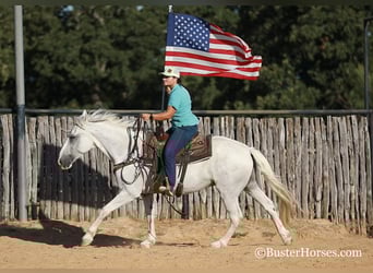 Mustang (americano), Castrone, 12 Anni, Grigio