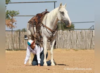 Mustang (americano), Castrone, 12 Anni, Grigio