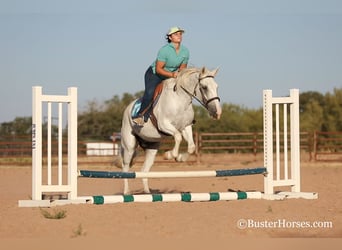 Mustang (americano), Castrone, 12 Anni, Grigio