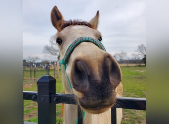 Mustang (americano), Castrone, 3 Anni, 148 cm, Pelle di daino