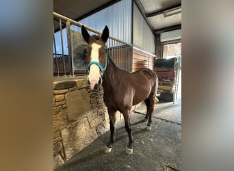 Mustang (americano), Castrone, 4 Anni, 142 cm, Baio ciliegia
