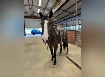 Mustang (americano), Castrone, 4 Anni, 142 cm, Baio ciliegia
