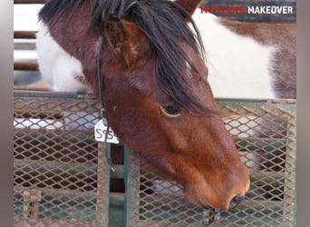 Mustang (americano), Castrone, 4 Anni, 149 cm, Pezzato