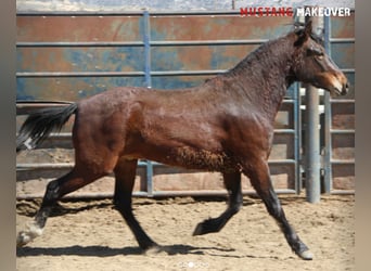 Mustang (americano), Castrone, 4 Anni, 153 cm, Baio scuro