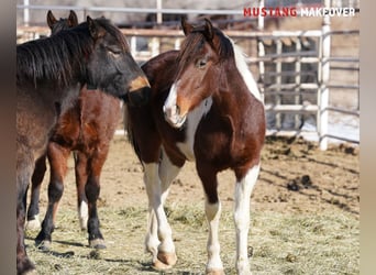 Mustang (americano), Castrone, 4 Anni, 153 cm, Pezzato