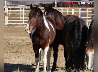 Mustang (americano), Castrone, 4 Anni, 153 cm, Pezzato