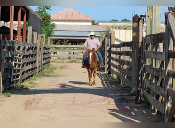 Mustang (americano), Castrone, 5 Anni, 145 cm, Sauro ciliegia
