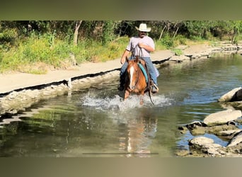Mustang (americano), Castrone, 5 Anni, 145 cm, Sauro ciliegia