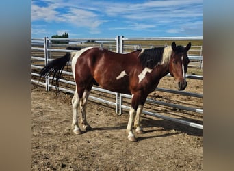 Mustang (americano), Castrone, 6 Anni, 155 cm, Pezzato