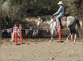 Mustang (americano), Castrone, 6 Anni, 163 cm, Grigio pezzato