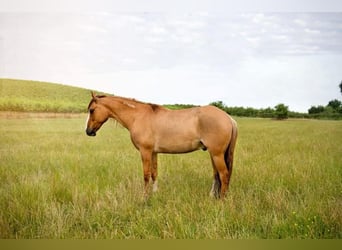 Mustang (americano), Castrone, 8 Anni, 140 cm, Red dun