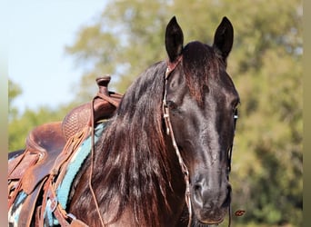 Mustang (americano), Castrone, 8 Anni, 155 cm, Morello