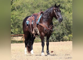 Mustang (americano), Castrone, 8 Anni, 155 cm, Morello