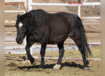 Mustang (americano), Giumenta, 10 Anni, 149 cm, Roano blu